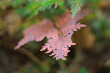 flower in the garden