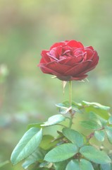 Blooming flower red roses covered with morning dew