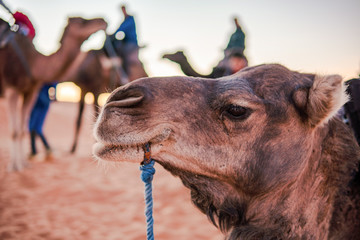 Close-up view of two beautiful camels in the Unesco World Heritage Site in Petra. Petra is a...