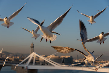 seagulls flying in the Mediterranean sea with background of sky and clouds