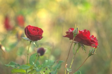 Blooming flower red roses covered with morning dew