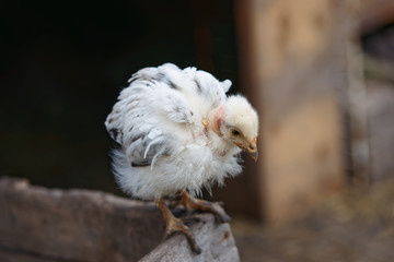 Summer garden chick