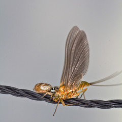 Springspinne mit Beute