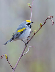 Golden-winged Warbler, on territory during migration in Upper Peninsula, Northern Michigan 