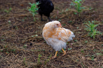 Summer garden chick