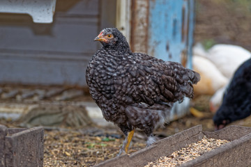 SONY DSC