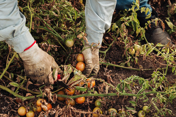 PUGLIA / ITALY -  AUGUST 2019: Cultivation of cherry tomatoes in Puglia, south of Italy