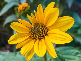 yellow flower with drops of water