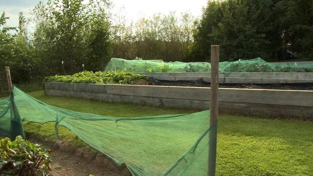 Handheld, panning, medium wide shot of a yard with multiple garden beds.