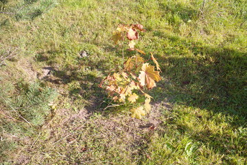 little maple against green grass background