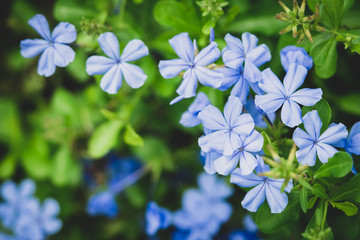 Closeup nature blue Verbena flower in garden using as background concept - Vintage filter
