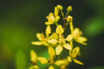 Closeup nature yellow flower with copy space using as background concept - Vintage filter