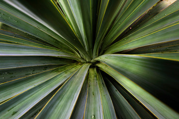 Yucca flower, look inside
