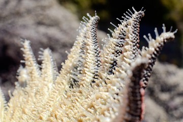 Specimen of Heliaster Helianthus, a multi-armed starfish. Detail of the underside and the podia (tube feet).