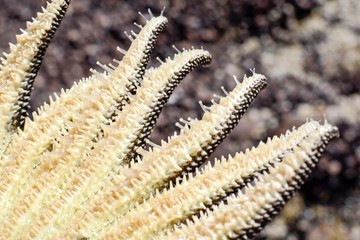 Specimen of Heliaster Helianthus, a multi-armed starfish. Detail of the underside and the podia (tube feet).