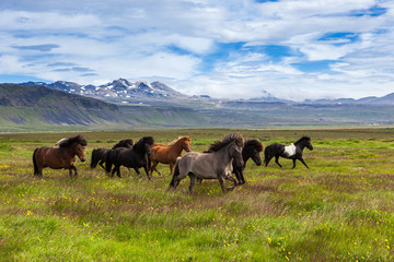Icelandic horses running at the grass field, Iceland.