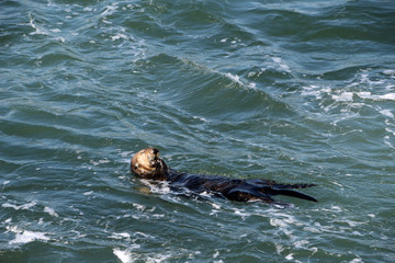 A sea lion lies on the water