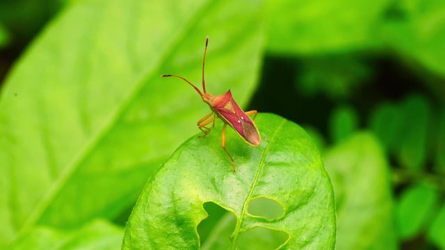 Pentatomoidea shield bug standing on a green leaf and flying away. Video of closeup insect in nature of spring season.