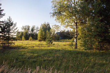 Fototapeta na wymiar Green field near the forest on a summer day