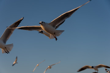 seagulls flying in the Mediterranean sea with background of sky and clouds