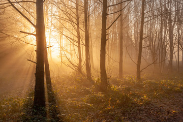 autumn forest mist with sunlight rays