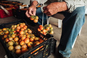 PUGLIA / ITALY -  AUGUST 2019: The old tradition of hanging cherry tomatoes on the wall to preserve them for wintrr time in the south of Italy
