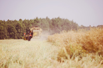 Fototapeta premium Combine harvesting the rape field