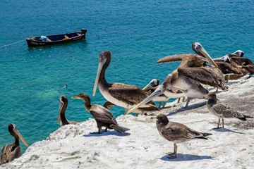 Peruvian pelicans (Pelecanus Thagus) perched on rocks above the Juan Lopez bay near Antofagasta,...