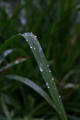 water drops on green grass