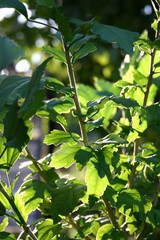 the sun shadows on the plants