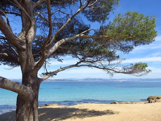 Île de Porquerolles, pin sur une plage au bord de l’eau bleu turquoise de la mer méditerranée (France)