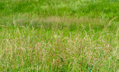 meadow closeup