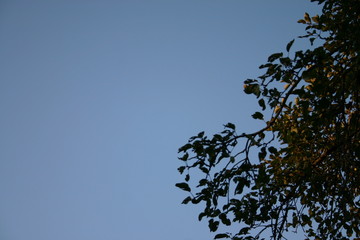 a green tree in the blue sky