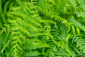 fern plants closeup