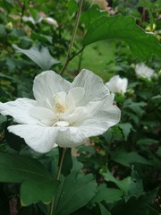 Obraz premium Natur. Hannover. Park.