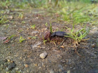Pterostichus (Morphnosoma) melanarius, beetle in the nature.