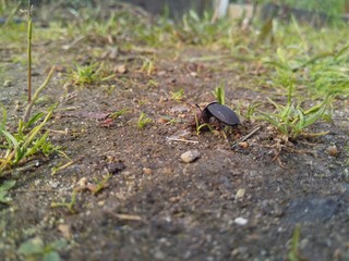 Pterostichus (Morphnosoma) melanarius, beetle in the nature.