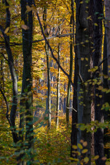 beech forest