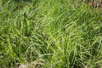 Green grass on a summer day