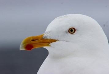 portrait of a seagull