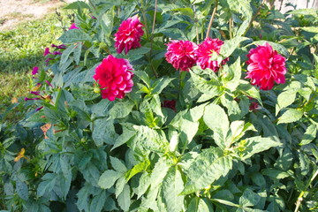red flowers on a sunny summer morning