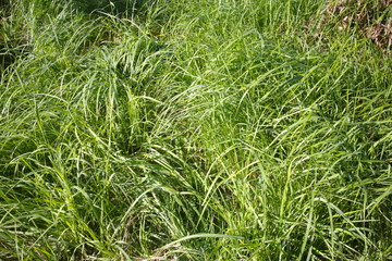 Green grass on a summer day