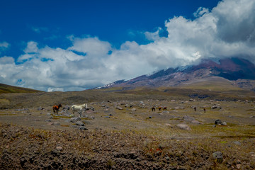 Cotopaxi National Park in Ecuador, in a summer morning.