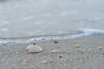 beach with shell on sand