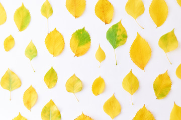 Flat lay pattern with colorful autumn leaves on a white background