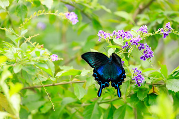 カラスアゲハ (Crow Swallowtail)