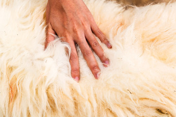 The hand that is touching the sheep's wool is dirty.