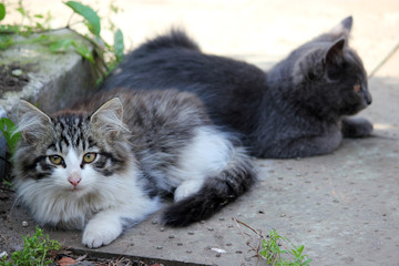 Naklejka na ściany i meble Two cute kittens, young cats looking forwards