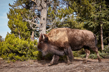 American bison cow in Yellowstone National Park, USA.