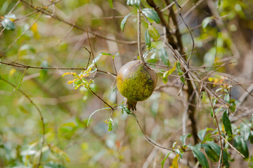 pomegranate fruit in my garden